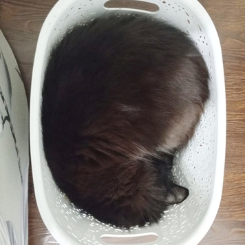 Фотоконкурс 📸 "Моя хвостатая любовь" 🐈💘🐕 
Представляем...