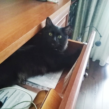 Фотоконкурс 📸 "Моя хвостатая любовь" 🐈💘🐕 
Представляем...