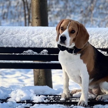 Фотоконкурс 📸 "Моя хвостатая любовь"