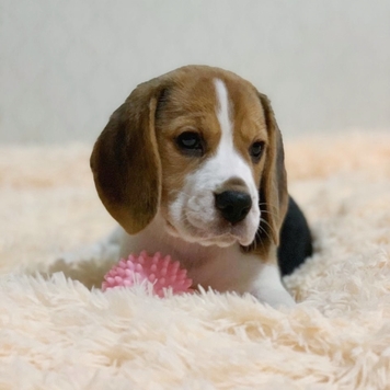 Фотоконкурс 📸 "Моя хвостатая любовь"