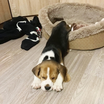 Фотоконкурс 📸 "Моя хвостатая любовь"