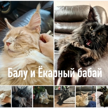 Фотоконкурс 📸 "Моя хвостатая любовь" 💘 ГОЛОСОВАНИЕ "Мой...