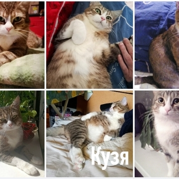 Фотоконкурс 📸 "Моя хвостатая любовь" 💘 ГОЛОСОВАНИЕ "Мой...