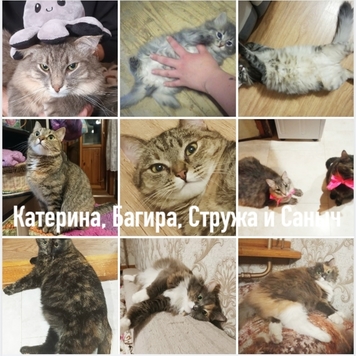 Фотоконкурс 📸 "Моя хвостатая любовь" 💘 ГОЛОСОВАНИЕ "Мой...