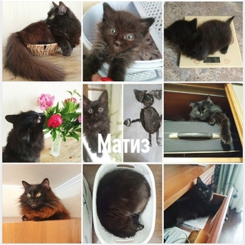 Фотоконкурс 📸 "Моя хвостатая любовь" 💘 ГОЛОСОВАНИЕ "Мой...