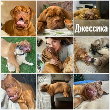 СТАРТ ГОЛОСОВАНИЯ 💥 в фотоконкурсе 📸 "Моя хвостатая...