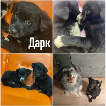 СТАРТ ГОЛОСОВАНИЯ 💥 в фотоконкурсе 📸 "Моя хвостатая...