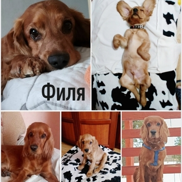 СТАРТ ГОЛОСОВАНИЯ 💥 в фотоконкурсе 📸 "Моя хвостатая...