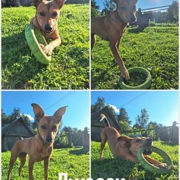 СТАРТ ГОЛОСОВАНИЯ 💥 в фотоконкурсе 📸 "Моя хвостатая...