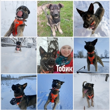 СТАРТ ГОЛОСОВАНИЯ 💥 в фотоконкурсе 📸 "Моя хвостатая...