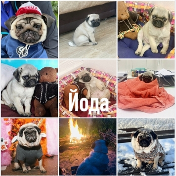 СТАРТ ГОЛОСОВАНИЯ 💥 в фотоконкурсе 📸 "Моя хвостатая...