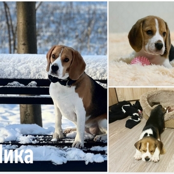 СТАРТ ГОЛОСОВАНИЯ 💥 в фотоконкурсе 📸 "Моя хвостатая...