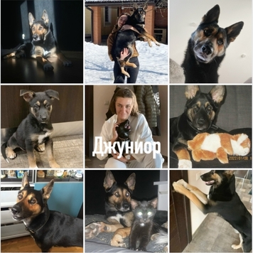 СТАРТ ГОЛОСОВАНИЯ 💥 в фотоконкурсе 📸 "Моя хвостатая...