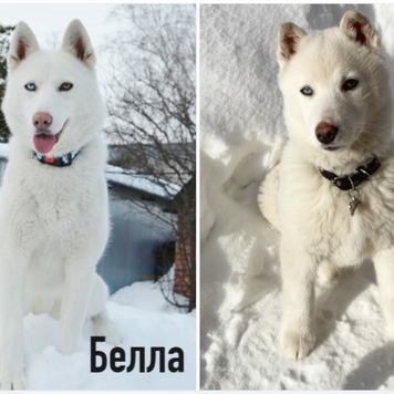 СТАРТ ГОЛОСОВАНИЯ 💥 в фотоконкурсе 📸 "Моя хвостатая...