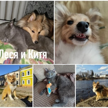 Фотоконкурс 📸 "Моя хвостатая любовь" 💘 ГОЛОСОВАНИЕ...