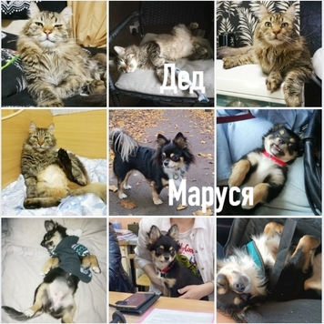 Фотоконкурс 📸 "Моя хвостатая любовь" 💘 ГОЛОСОВАНИЕ...