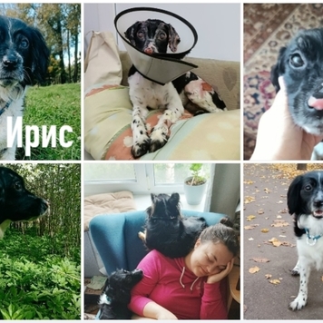 Фотоконкурс 📸 "Моя хвостатая любовь" 💘 ГОЛОСОВАНИЕ...