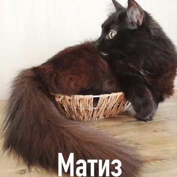 Фотоконкурс 