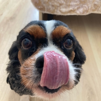 ВНЕ КОНКУРСА 📸 "Моя хвостатая любовь" 🐈💘🐕
Друзья, пока...