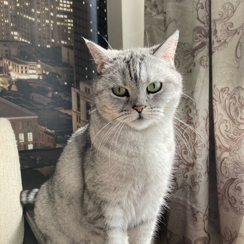 ВНЕ КОНКУРСА 📸 "Моя хвостатая любовь" 🐈💘🐕
Друзья, пока...