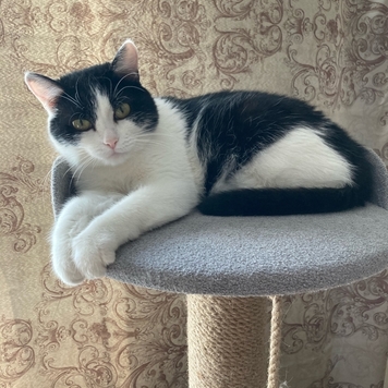 ВНЕ КОНКУРСА 📸 "Моя хвостатая любовь" 🐈💘🐕
Друзья, пока...