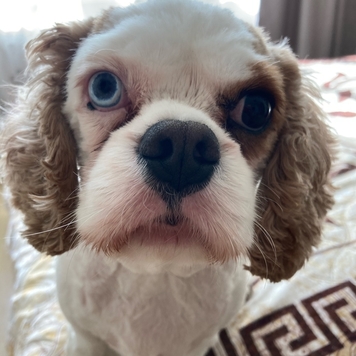 ВНЕ КОНКУРСА 📸 "Моя хвостатая любовь" 🐈💘🐕
Друзья, пока...