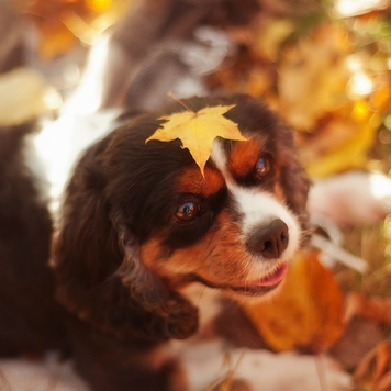 ВНЕ КОНКУРСА 📸 "Моя хвостатая любовь" 🐈💘🐕
Друзья, пока...