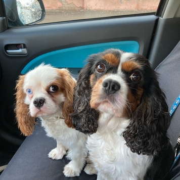 ВНЕ КОНКУРСА 📸 "Моя хвостатая любовь" 🐈💘🐕
Друзья, пока...