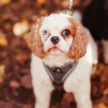 ВНЕ КОНКУРСА 📸 "Моя хвостатая любовь" 🐈💘🐕
Друзья, пока...