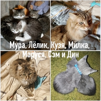 Фотоконкурс 📸 "Моя хвостатая любовь" 💘 СПЕЦИАЛЬНЫЕ...