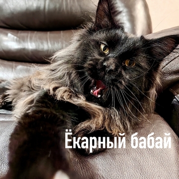 Фотоконкурс 📸 "Моя хвостатая любовь" 💘 СПЕЦИАЛЬНЫЕ...