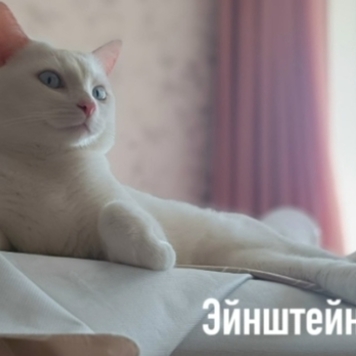 Фотоконкурс 📸 "Моя хвостатая любовь" 💘 СПЕЦИАЛЬНЫЕ...