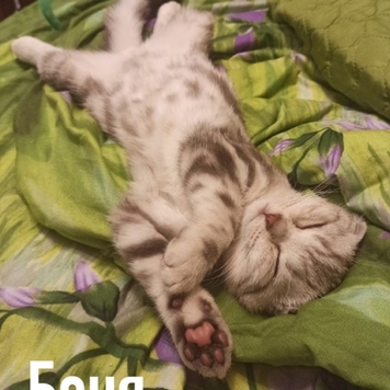 Фотоконкурс 📸 "Моя хвостатая любовь" 💘 СПЕЦИАЛЬНЫЕ...