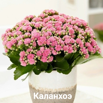 Комнатные растения, опасные для кошек и собак