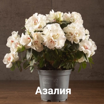 Комнатные растения, опасные для кошек и собак