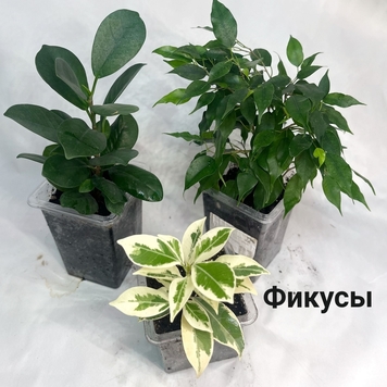 Комнатные растения, опасные для кошек и собак