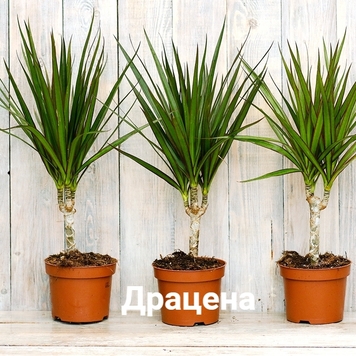 Комнатные растения, опасные для кошек и собак