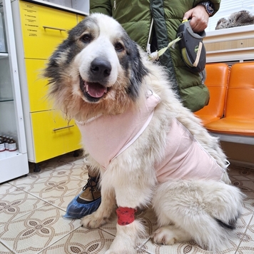 Это Миша - большая и сильная девочка, но она очень боится...