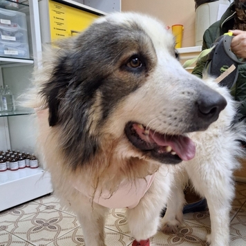 Это Миша - большая и сильная девочка, но она очень боится...