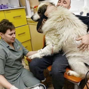 Это Миша - большая и сильная девочка, но она очень боится...