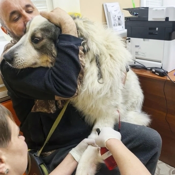 Это Миша - большая и сильная девочка, но она очень боится...