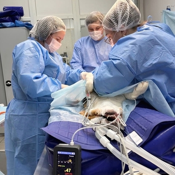 Ветеринарная клиника БАРС (Тверь) приглашает на практику...