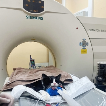 Ветеринарная клиника БАРС (Тверь) приглашает на практику...