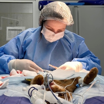 Ветеринарная клиника БАРС (Тверь) приглашает на практику...