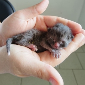 Ветеринарная клиника БАРС (Тверь) приглашает на практику...