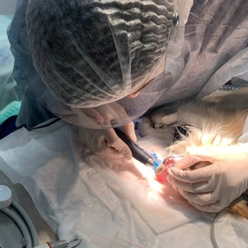 Ветеринарная клиника БАРС (Тверь) приглашает на практику...