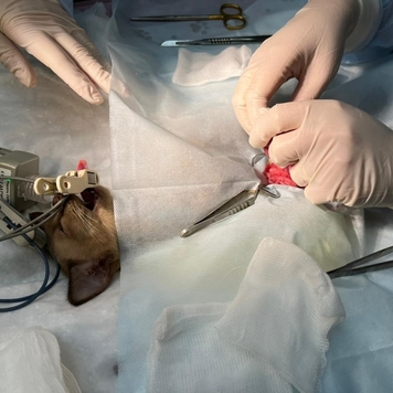 Ветеринарная клиника БАРС (Тверь) приглашает на практику...