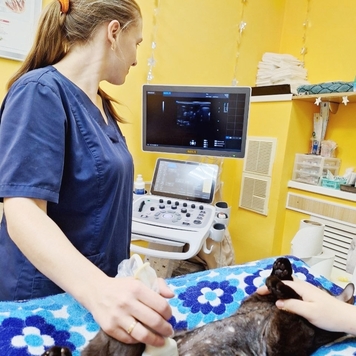 Ветеринарная клиника БАРС (Тверь) приглашает на практику...