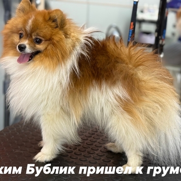 Любите ли вы своих клиентов так, как любит своих...