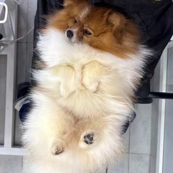 Любите ли вы своих клиентов так, как любит своих...